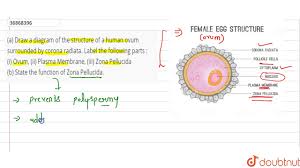 Draw and label and egg and images. A Draw A Diagram Of The Structure Of A Human Ovum Surrounded By Corona Radiata Youtube