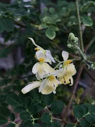 Image result for Moringaceae