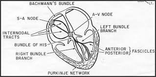 Cardiac Conduction System Diagram Frank G Yanowitz M D Anatomy And Physiology Cardiology Cardiac