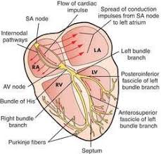 Conduction System Of The Heart Definition Of Conduction System Of The Heart By Medical Basic Anatomy And Physiology Pediatric Nursing Fundamentals Of Nursing