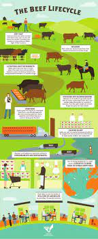 The Beef Lifecycle From Farm To Fork Lautner Farms