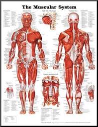 The Muscular System Anatomical Chart Poster Print Mounted Print At Allposters Com