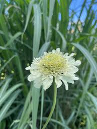 Image result for Cephalaria