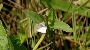 Image result for Torenia thouarsii