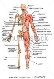 Human Skeleton From The Posterior View Didactic Board Of Anatomy Of Human Bony And Muscular System Basic Anatomy And Physiology Human Anatomy And Physiology