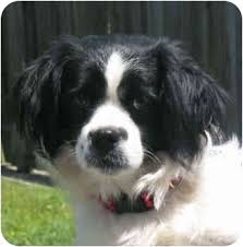 They make a trustworthy companion for young and old alike and are happy to run in the field, or just sit by your side while they have their soft, silky coat stroked. Kingwood Tx Cavalier King Charles Spaniel Meet Jamie A Pet For Adoption