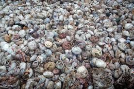 Hong kong customs then conducted operations from june 2 to 7. Pangolins