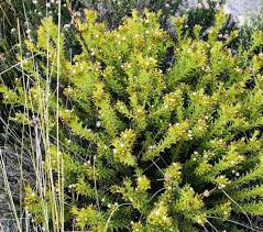 Image result for Thesium thamnus