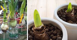 This way, you can enjoy a continuous display of lovely. Mother Nature How To Overwinter Plants