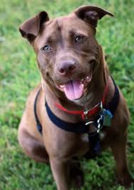 Labrador retrievers are found to be active, outgoing and frisky. We Adore Pit Bulls At The Holidog Times So Imagine What Happens When You Mix Them With 17 Other Bree Pitbull Mix Puppies Lab Pitbull Mix Puppy Pitbull Lab Mix
