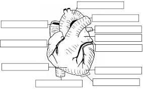 Notes Heart And Circulatory System