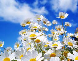 Yalnız küçük resim eklemede sorun olabilir mi, henüz bilmiyorum, aynı konuya beşten fazla görsel eklenmesinde sıkıntı olabilir. Turkce Cicek Adlari Turkce Renk Adlari