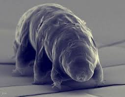 Tardigrade Water Bear Moss Piglet Moss Piglet Tardigrade Water Bear