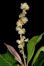 Image result for Argomuellera