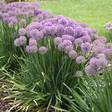 Alliums are plants of exquisite beauty in both flower and leaf, with tough constitutions. Allium Serendipity Garden Crossings