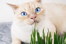No one knows for sure why some cats enjoy dining on the occasional blade of grass, but there are several theories about this feline behavior. Why Do Cats Eat Grass All About Cats Eating Grass Catster