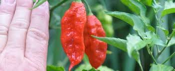 .3¼ x 1 ¾ green. Hybrid Hot Pepper Ghost Pepper Capsicum Chinense Bhut Jolokia