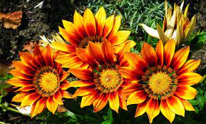 Ramos de flores hermosas en pinterest. 12 Imagenes De Flores Hermosas Faciles De Cuidar En La Casa Y El Jardin