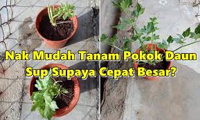 Daun sirih merupakan tanaman yang. Nak Mudah Tanam Pokok Daun Sup Supaya Cepat Besar Boleh Buat Trik Ni Petua Ibu