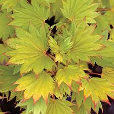 These colors are strongest in full sun or very light shade. Golden Full Moon Maple Finegardening