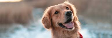 1011 us highway 202 n, branchburg, nj 08876 map & directions. South Orange Animal Hospital South Orange Veterinary Hospital