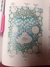 Check spelling or type a new query. Pin On Something To Know Botany