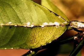 Image result for Ozoroa viridis