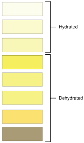 Kidney Failure Urine Colour Chart