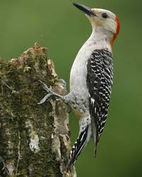 Birds With Red On Their Heads Red Bellied Woodpecker Beautiful Birds Birds Woodpecker