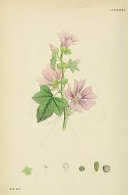 Image result for Malva