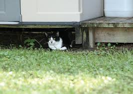 Local efforts help tame the feral cat frenzy