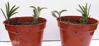 Did i do a big no. How To Successfully Take Cuttings Of Herbs