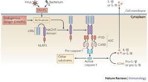 Nlrp3 Inflammasome Activation Under Healthy Conditions Nod Like Download Scientific Diagram