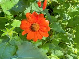 Image result for Tithonia rotundifolia