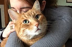 Closeup portrait of exotic ginger shorthair cat on black. 9 Fun Facts About Orange Tabby Cats The Purrington Post