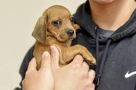 Is a non profit tax exempt charitable organization whose primary mission is to rescue dogs from sure death in high kill, overcrowded shelters in louisiana and place them in appropriate homes. Heroes Helping Homeless Animals Pet Adoption Organizations