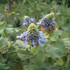 Image result for Pycnostachys coerulea