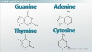 Check out their videos, sign up to chat, and join their community. Dna Adenine Guanine Cytosine Thymine Complementary Base Pairing Video Lesson Transcript Study Com