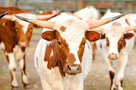 Choose your favorite longhorn cow paintings from millions of available designs. 1 Healthy Whole Longhorn Cow Iron Rock Ranch