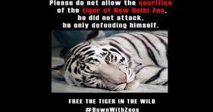 Please Sign And Share Please Do Not Allow The Sacrifice Of The Tiger Of New Delhi Zoo Wild Tiger Animal Graphic Animals Friends