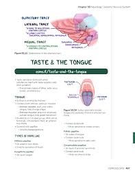 Image result for Taste Sensation