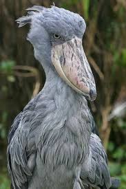 Pabuc Gagali Leylek Shoebill Creepy Animals Weird Animals