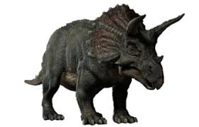 Image result for Triceratella