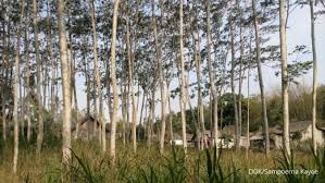 Kami menemukan sebanyak 77 lowongan kerja jombang dan yang berkitan dengan lowongan kerja jombang, loker jombang, rekrutmen jombang, peluang karir jombang, kesempatan berkarir jombang di loker.my.id. Sampoerna Kayoe Menyatakan Siap Menghadapi Era New Normal