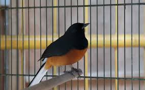 Burung murai batu (copychus malabaricus) adalah anggota keluarga turdidae. Jenis Jenis Burung Murai Batu Alam Tani