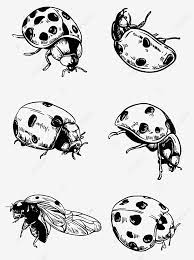 Sama seperti sereh, kamu hanya perlu meletakkan irisan bawang putih di dekat sarang semut, jadi semut disekitar akan langsung pergi. Gambar Kumbang Serangga Hitam Dan Putih Lukisan Tangan Lukisan Talian Ladybug Insect Hitam Dan Putih Png Dan Vektor Untuk Muat Turun Percuma