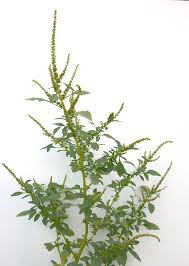 Image result for Amaranthus spinosus
