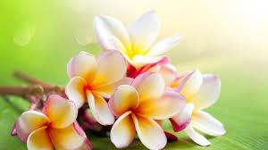 Jasmine Flower Wallpapers Wallpaper Cave Plumeria Flowers Jasmine Flower Wallpaper Flower Wallpaper