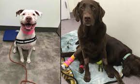 ❤️over the next week, we'll be announcing the incredible winners of our heart of pet blood bank awards for this year. Did You Know Your Pet Can Donate Blood To Save The Life Of Another Dog Or Cat In Need