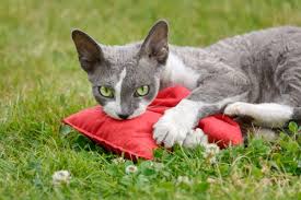 We all have some areas at home that we always make sure to it's crystal clear that clipping the cat's claws stops scratching. How To Keep Cats Off Outdoor Furniture Cushions Bean Bags R Us